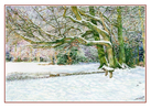 GREETING CARD: Donkey Green on Box Hill